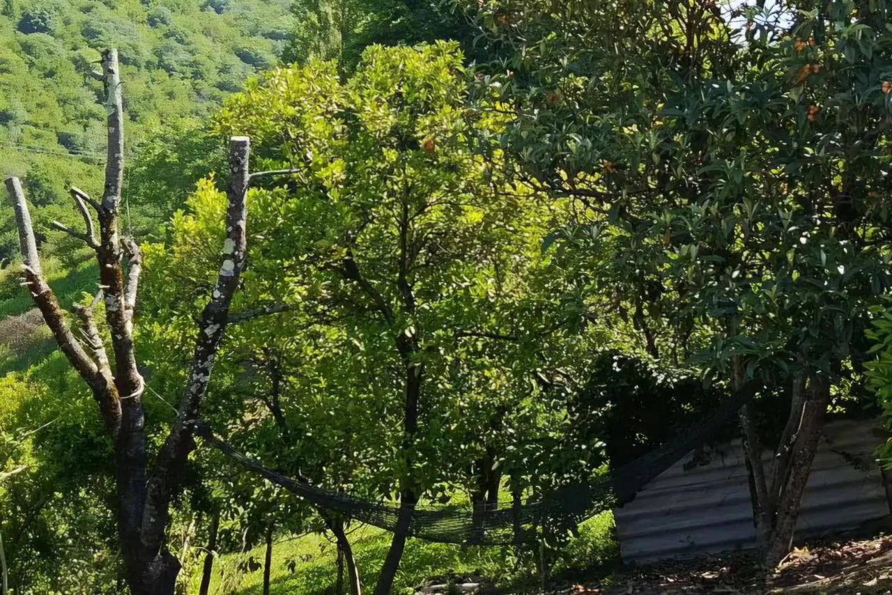 Отдых у Ашота и Джульетты.